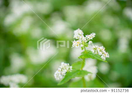 Buckwheat flowers Buckwheat flowers 91152736