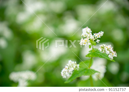 Buckwheat flowers 91152737