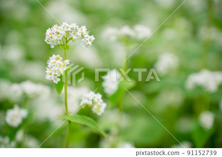Buckwheat flowers 91152739