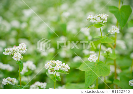 Buckwheat flowers 91152740