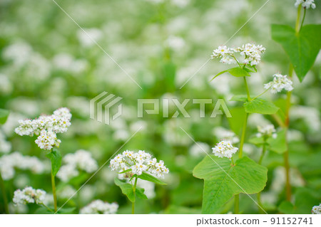Buckwheat flowers Buckwheat flowers 91152741