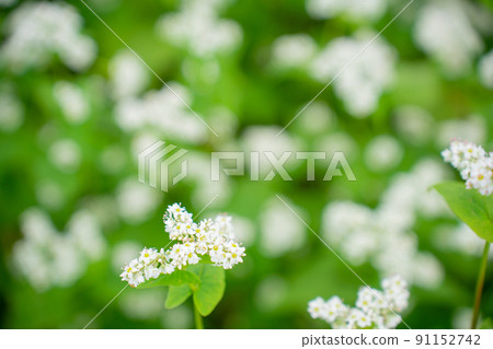 Buckwheat flowers 91152742