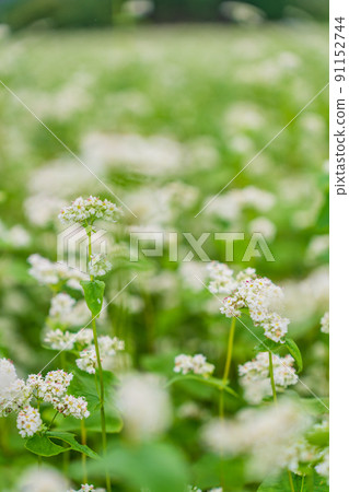 Buckwheat flowers Buckwheat flowers 91152744