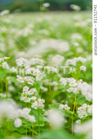 Buckwheat flowers Buckwheat flowers 91152745
