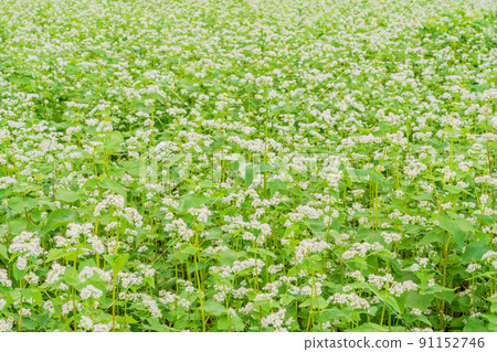 Buckwheat flowers 91152746