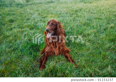 Happy Irish setter dog with open mouth lying on a nature green grass and looking away in meadow against blurred scenery 91153237