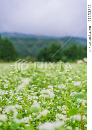 Buckwheat fields in full bloom Buckwheat fields in full bloom 91153291