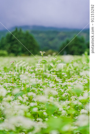 Buckwheat fields in full bloom 91153292