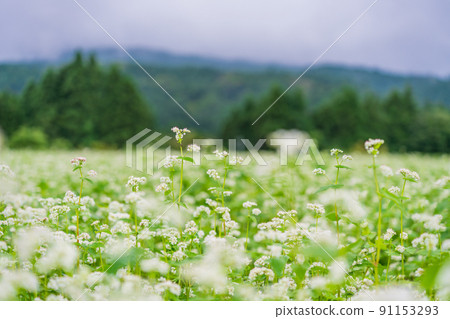Buckwheat fields in full bloom 91153293