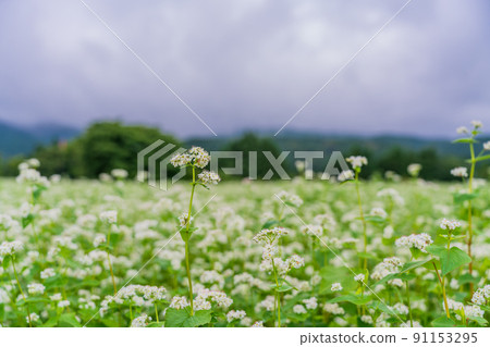 Buckwheat fields in full bloom 91153295