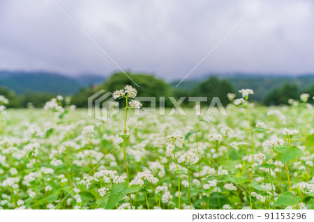 Buckwheat fields in full bloom 91153296