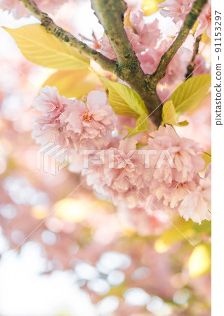 Cherry blossom flower in spring for background or copy space for text Cherry blossom flower in spring for background or copy space for text 91153297