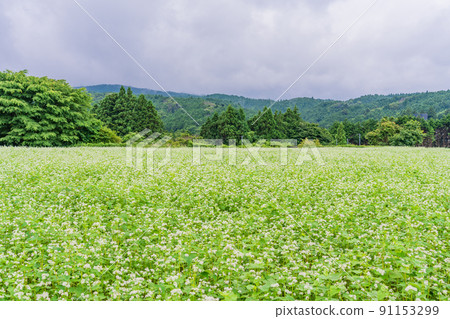Buckwheat fields in full bloom 91153299