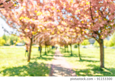 Sakura trees over blurred background in spring for background or copy space for text 91153300