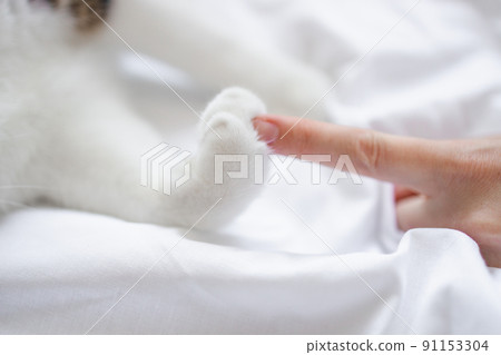 White striped cat's paw and human hand on a white bed background in the morning. Friendship of a woman with a pet, caring for animals. White striped cat's paw and human hand on a white bed background in the morning. Friendship of a woman with a pet, caring for animals. 91153304