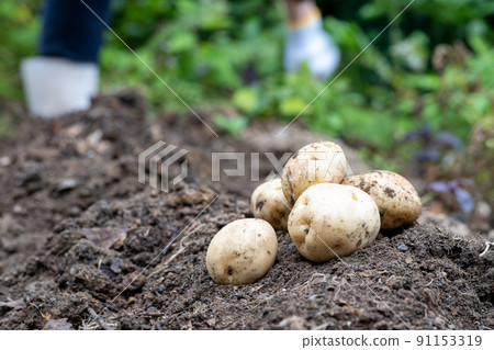 Potato digging in the vegetable garden Potato digging in the vegetable garden 91153319