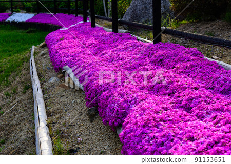 Moss phlox in Yasuragi Park, Marugame City, Kagawa Prefecture 91153651