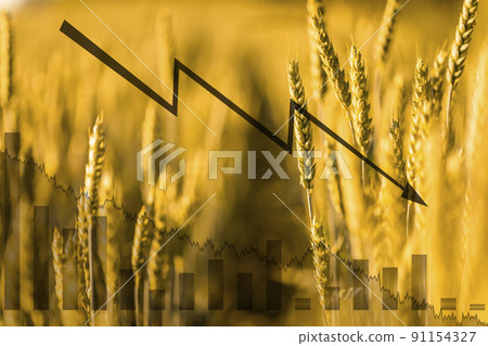 Wheat on the field and economic charts. Global food crisis. Embargo and sanction for export of grain. Wheat on the field and economic charts. Global food crisis. Embargo and sanction for export of grain. 91154327