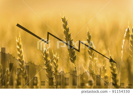 Wheat on the field and economic charts. Global food crisis. Embargo and sanction for export of grain. Wheat on the field and economic charts. Global food crisis. Embargo and sanction for export of grain. 91154330