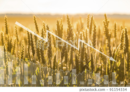 Wheat on the field and economic charts. Global food crisis. Embargo and sanction for export of grain. Wheat on the field and economic charts. Global food crisis. Embargo and sanction for export of grain. 91154334
