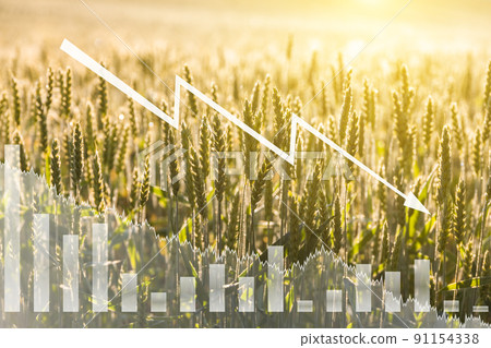Wheat on the field and economic charts. Global food crisis. Embargo and sanction for export of grain. Wheat on the field and economic charts. Global food crisis. Embargo and sanction for export of grain. 91154338