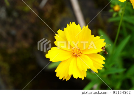 Yellow Tickseed flower 91154562