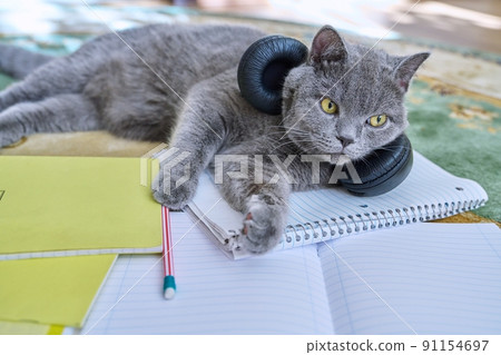 Cat in headphones sleeping lying on textbooks notebooks with pencil Cat in headphones sleeping lying on textbooks notebooks with pencil 91154697