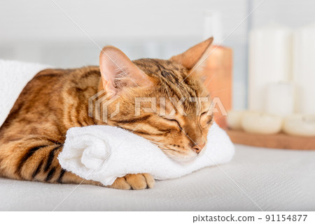 Bengal cat with body massage in spa. 91154877
