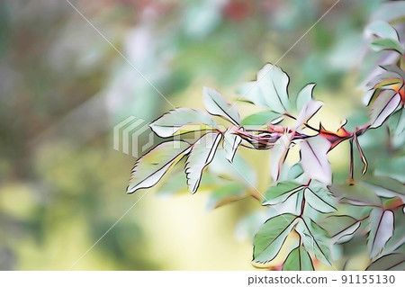 柔和的“玫瑰 Rosa glauca 葉”插圖圖像 91155130