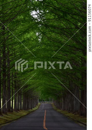 Izumi Kokusai Golf Course Tree-lined Road Metasequoia Fresh Green Forest Trees Trees Izumi Kokusai Golf Course Izumi Kokusai Golf Course Tree-lined Road Metasequoia Fresh Green Forest Trees Trees Izumi Kokusai Golf Course 91156074