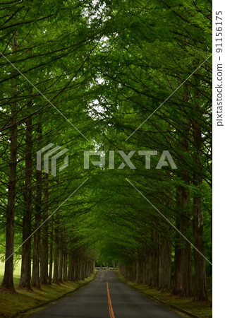 Izumi Kokusai Golf Course Tree-lined Road Metasequoia Fresh Green Forest Trees Trees Izumi Kokusai Golf Course 91156175