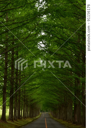 Izumi Kokusai Golf Course Tree-lined Road Metasequoia Fresh Green Forest Trees Trees Izumi Kokusai Golf Course 91156176