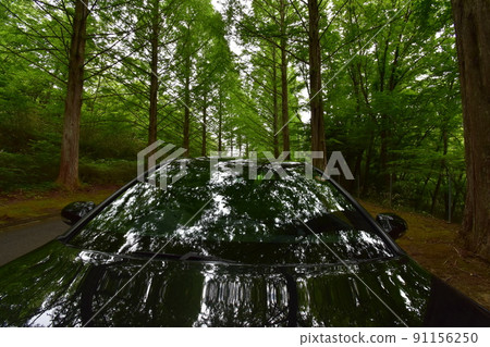 International Golf Course Izumi Tree-lined Road Metasequoia Fresh Green Forest Forest Tree Tree Tree Spring International Golf Course International Golf Course Izumi Tree-lined Road Metasequoia Fresh Green Forest Forest Tree Tree Tree Spring International Golf Course 91156250