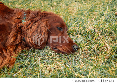Tired sad brown Irish Setter dog lies on the grass in a summer park. Tired sad brown Irish Setter dog lies on the grass in a summer park. 91156583