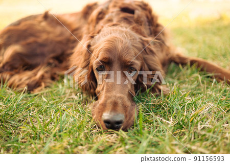 Tired sad brown Irish Setter dog lies on the grass in a summer park. 91156593
