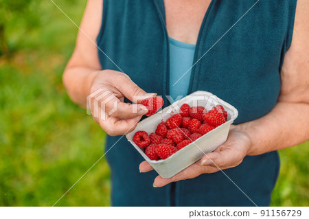 Freshly picked big raspberries in hand of farmer. Summer harvest. Raspberry harvesting. Healthy berries. Freshly picked big raspberries in hand of farmer. Summer harvest. Raspberry harvesting. Healthy berries. 91156729