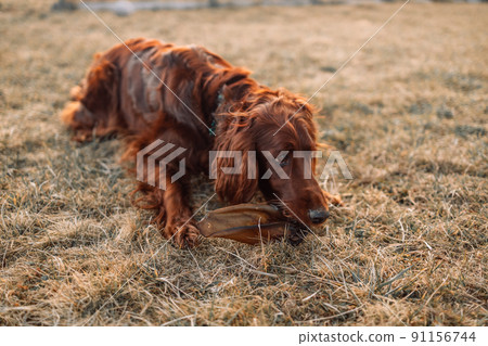 Red irish setter dog with dog food on autumn grass in field 91156744