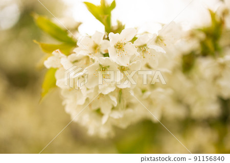 Blossoming apple tree branches in spring. Beautiful spring background.Banner. Copy space 91156840