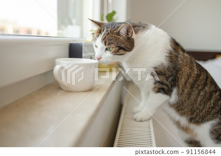Tabby grey white cat leaning against the glass window at the house while looking smells a hot cup of tea on a window sill Tabby grey white cat leaning against the glass window at the house while looking smells a hot cup of tea on a window sill 91156844