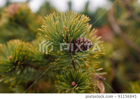 Fir tree brunch close up. Shallow focus. Copy space. Fir tree brunch close up. Shallow focus. Copy space. 91156845