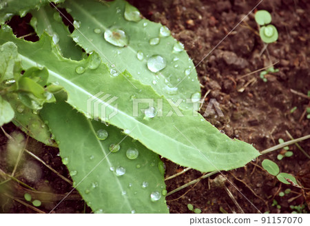 Vegetables growing in the greenhouse. 91157070