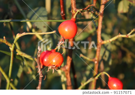 Rosehips, dog rose, rosa canina berries 91157071
