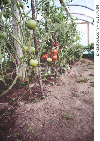 Vegetables growing in the greenhouse. 91157084