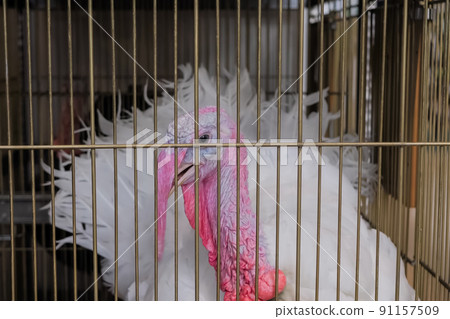 Portrait of turkey in the cage at animal exhibition, market 91157509