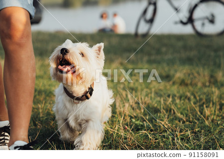 Pet West Highland White Terrier Dog Following It's Owner Outdoors, Copy Space 91158091
