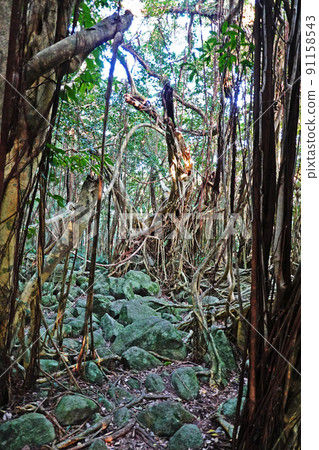 Yakushima Sarukawa Banjumaru Yakushima Sarukawa Banjumaru 91158543