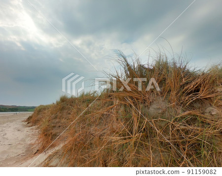 Dramatic sky. Hardy plants grow on coastal sand. Cloudy sky over dry, tough plants. Dramatic sky. Hardy plants grow on coastal sand. Cloudy sky over dry, tough plants. 91159082