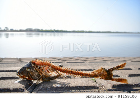 Giant fish bone 91159100