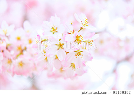 深色的櫻花 深色的櫻花 91159392