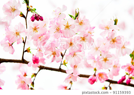 Dark cherry blossoms Dark cherry blossoms 91159393